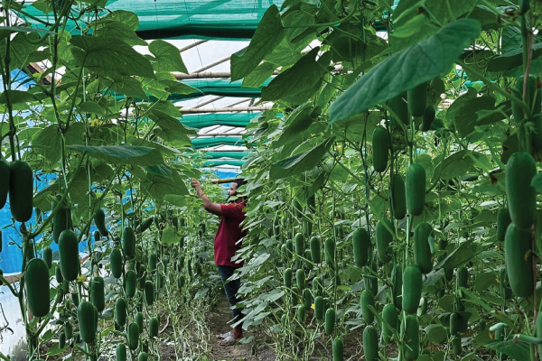 POLYHOUSE PROTECTED CULTIVATION